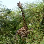 Girafe1