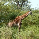 Girafe2